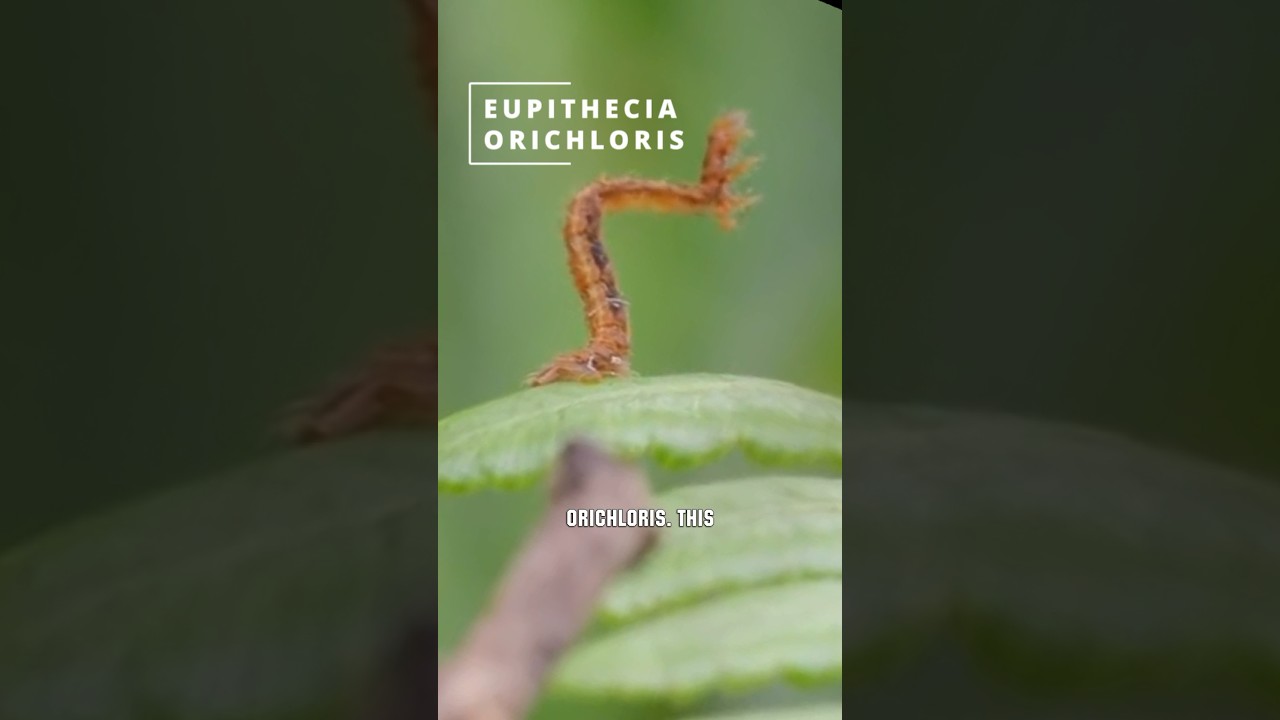 Meat-Eating Caterpillar Sets Sneaky Traps! 😱 #shorts #caterpillar #carnivorous