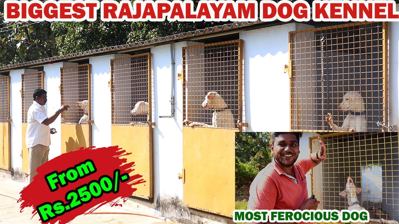 Dogs For Sales | ராஜபாளையத்தின் ராஜா |Cheapest Rajapalayam Dog Kennel | Puppies For Sales| Lavi...