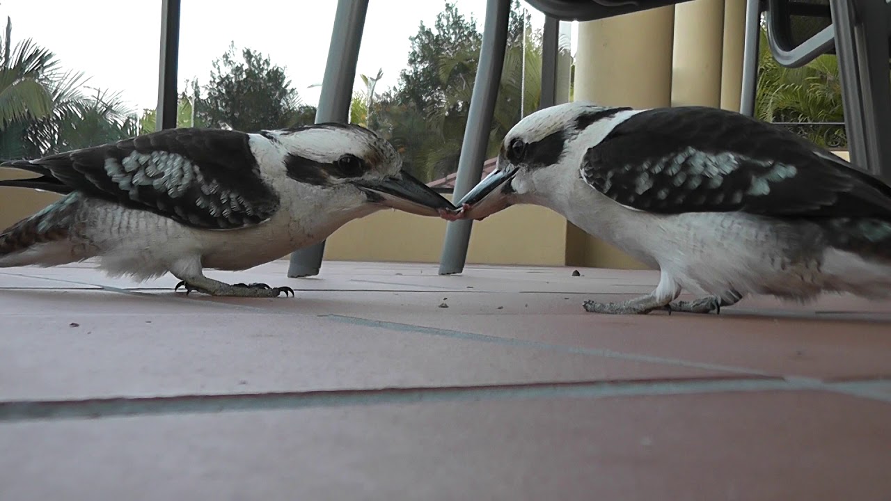Kookaburra: THE WORLDS MOST DETERMINED BIRD