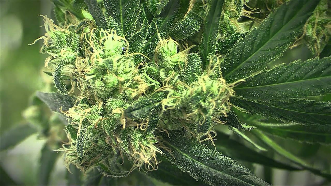 Phat Panda - Golden Pineapple