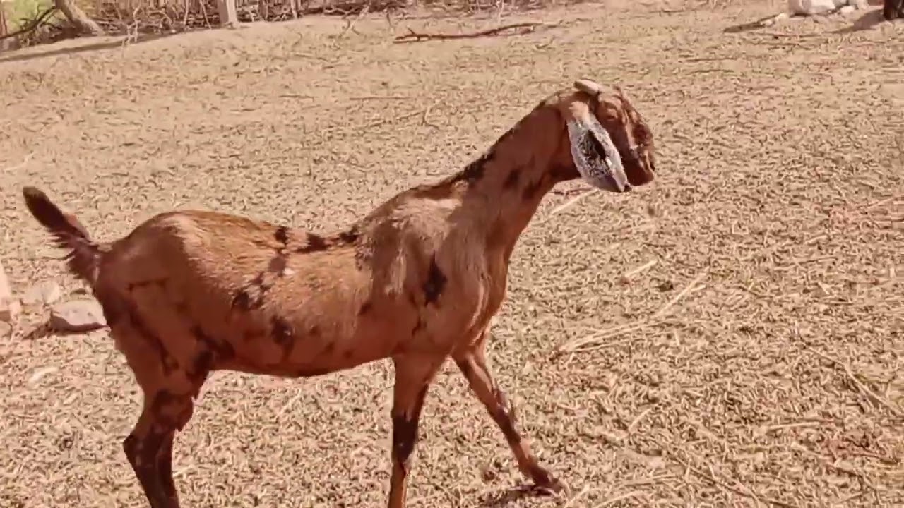 अजमेरी 🐐 बकरी
