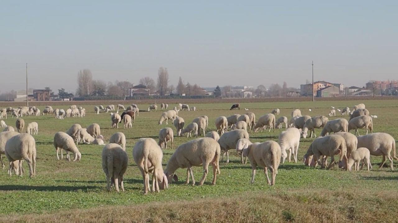 Non vuole il gregge sul suo campo e investe le pecore in auto
