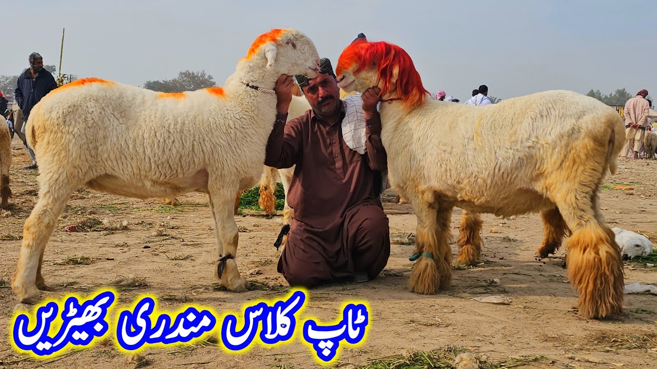 مندری بھیڑیں اور مندرے بڑی مارکیٹ ٹاپ کلاس کوالٹی کے جانور جلدی رابطہ کریں اور خریداری کریں 