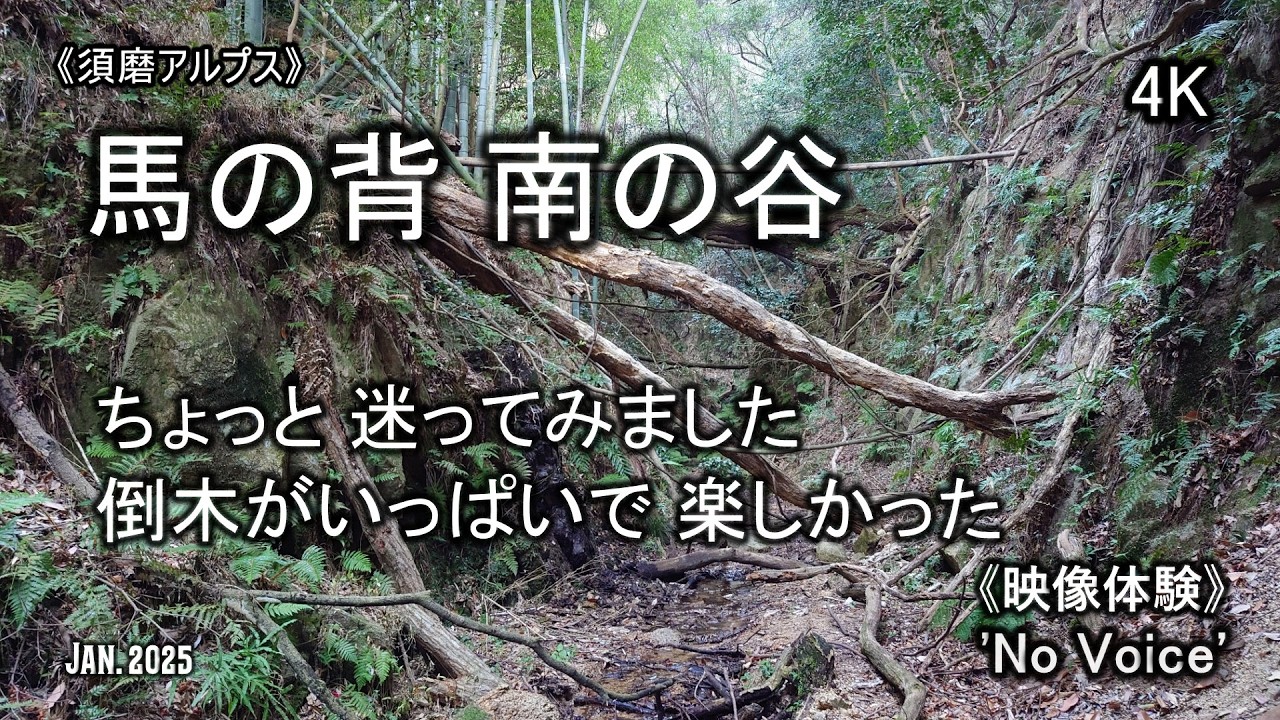 《馬の背 南の谷》ちょっと迷いましたが それも楽しかったです😅⛰️🌳 (No Voice / Nature Sounds / POV)  須磨アルプス 天井川右俣 谷 登山 平尾山 妙法寺