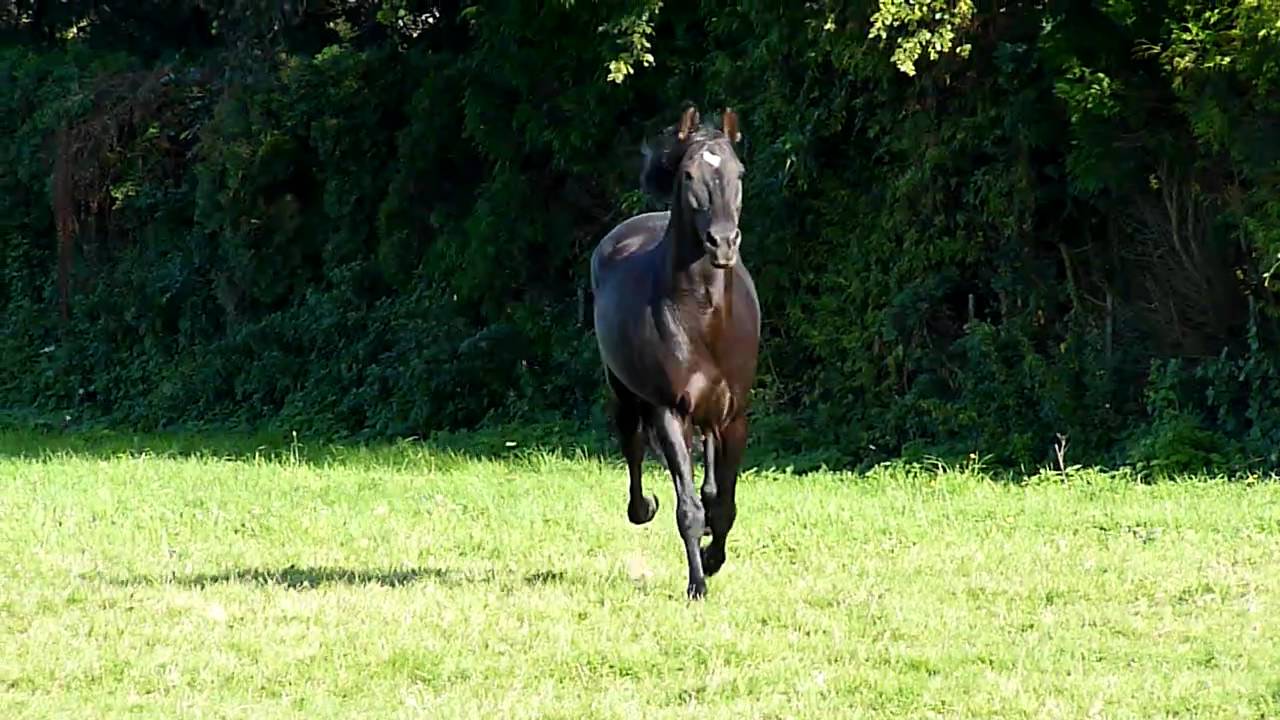 libre comme un cheval noir