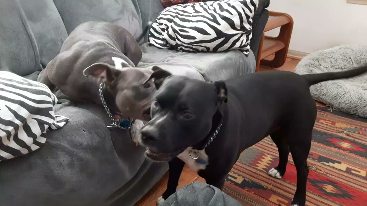 Gypsy n Raine ❤️🐾 Valentines Day 💘