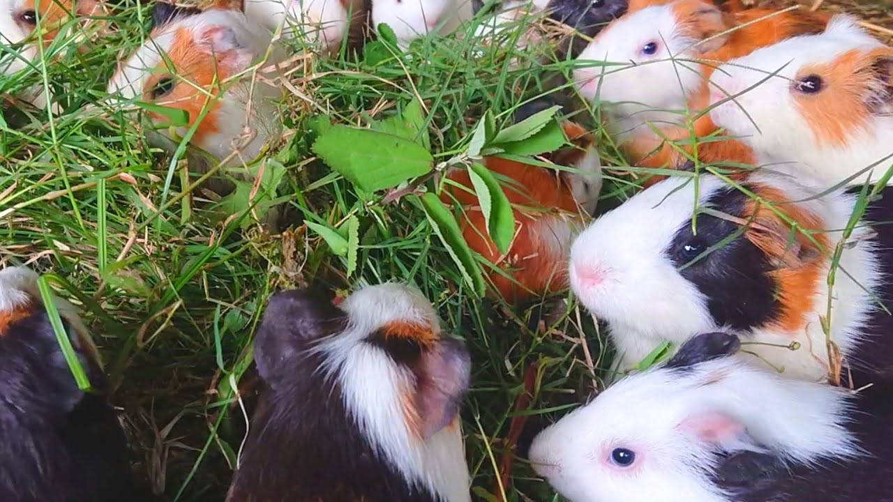 Guinea pigs eating asmr, funny guinea pig videos, Guinea pig videos eating