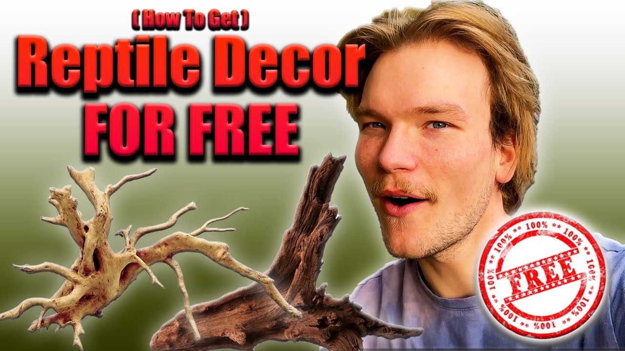 Cleaning NATURAL WOOD For REPTILE ENCLOSURE || (HOW TO)