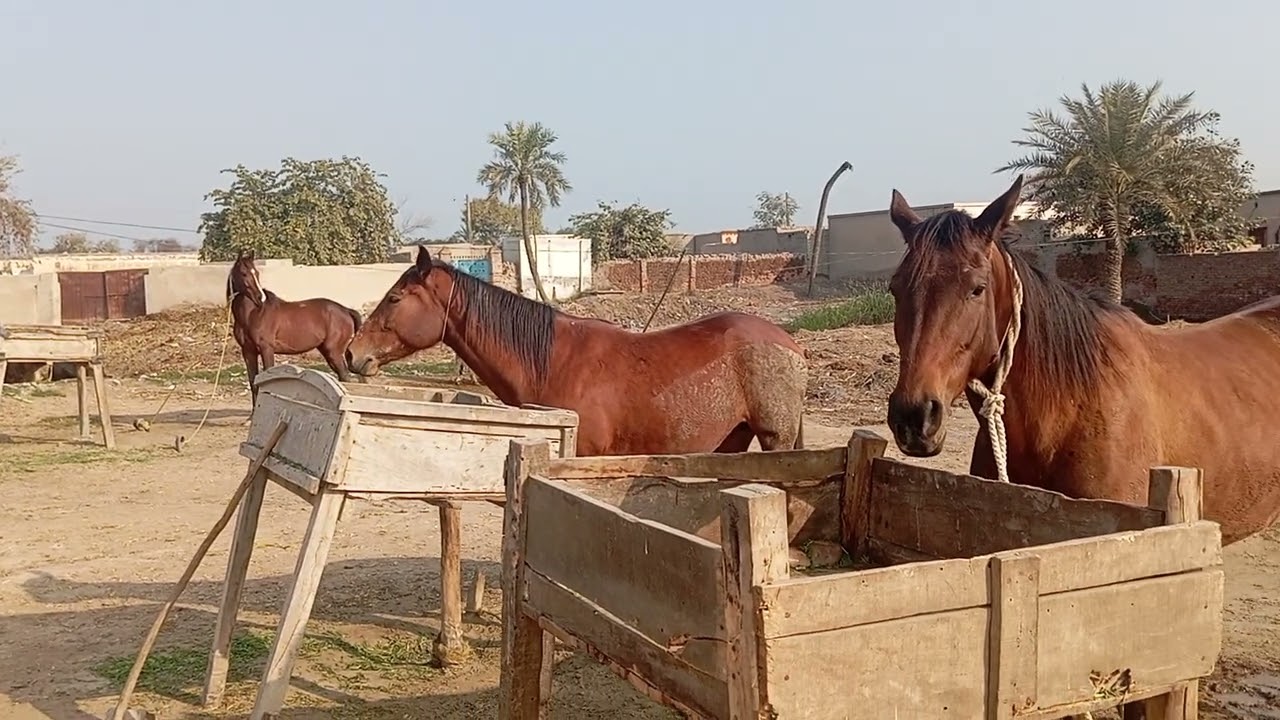 Beautiful breeder 😍 🐴🐎 ghore 