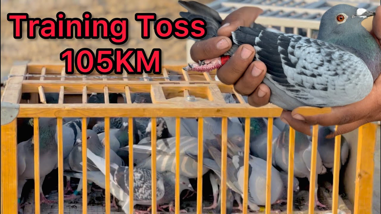 Racing Pigeons Training from 105KM in Pakistan | Racer Pigeon Race 