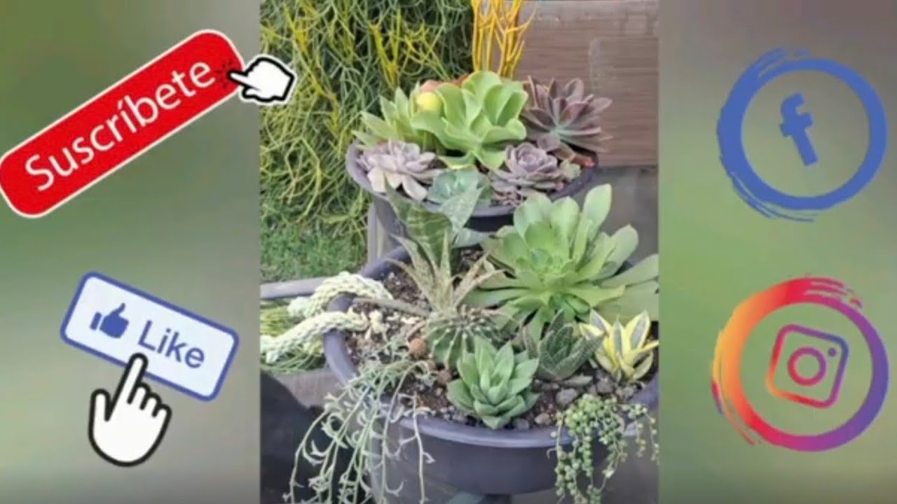 Arreglos de primavera en nuestro jardín 🪷🌹🌻❤️‍🔥