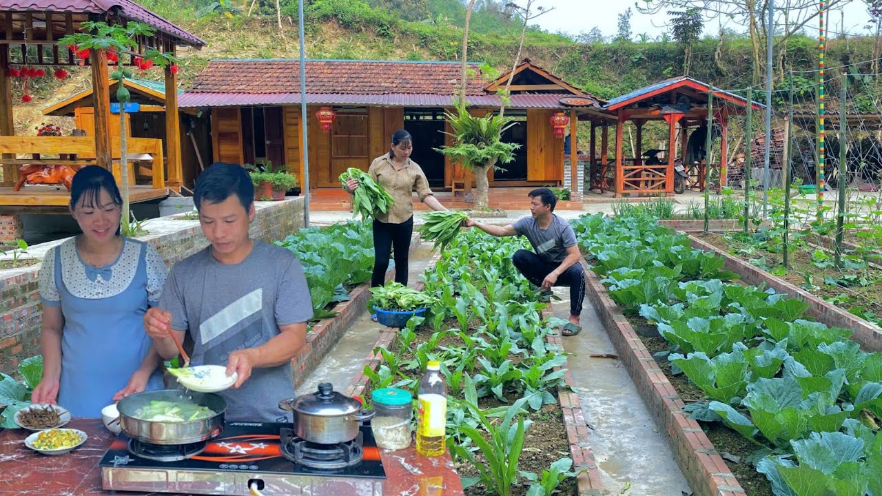 Harvesting wild lettuce: Cook and enjoy delicious food together from clean food at the farm