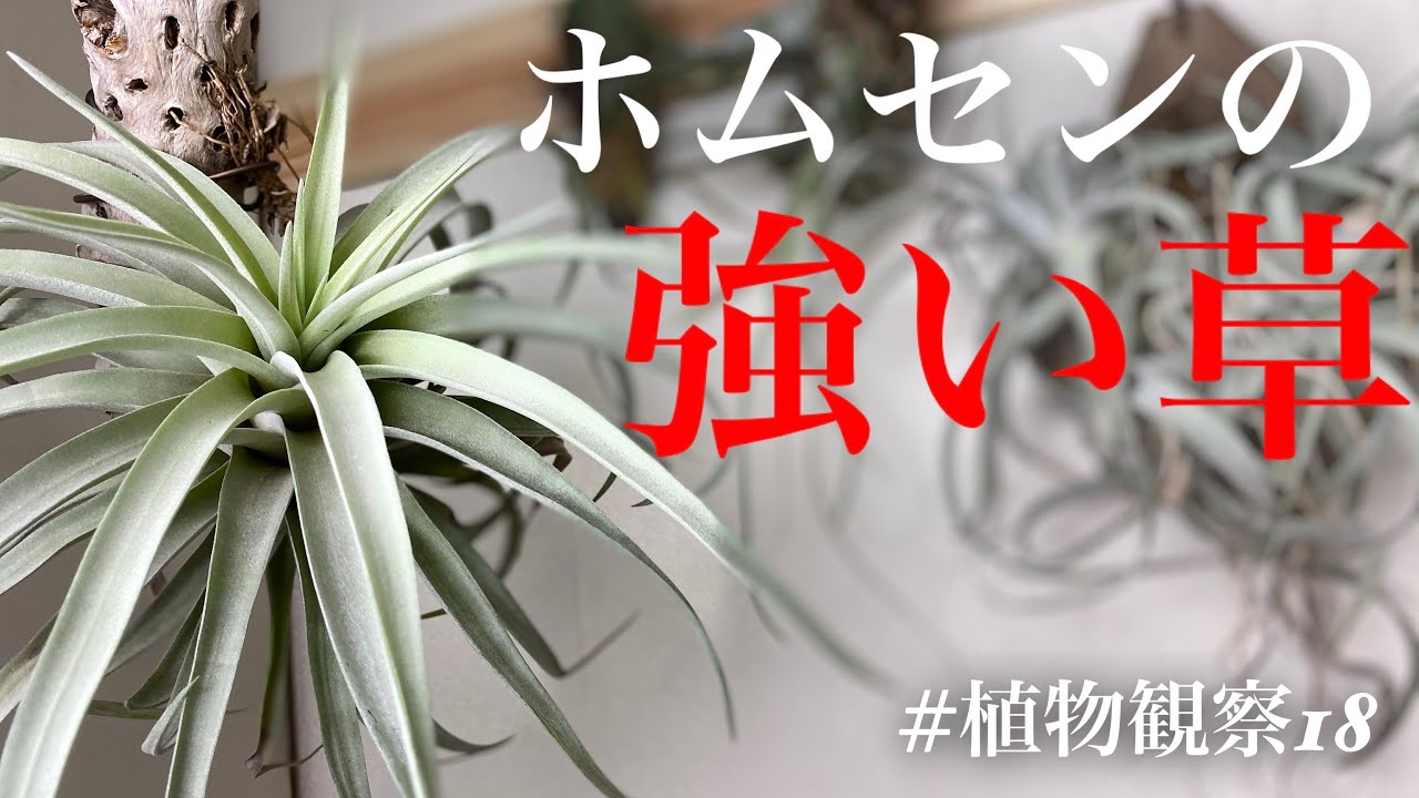 【水要る植物】チランジアの着生と観察【エアープランツ】