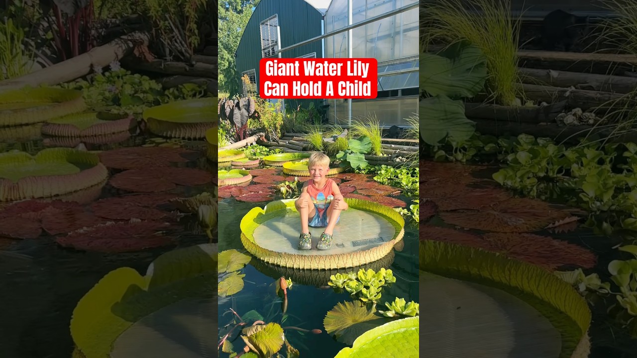 Oh to be a kid floating on a giant lily pad 🪷✨ Pads grown by ​⁠​⁠@redleafexotics4722