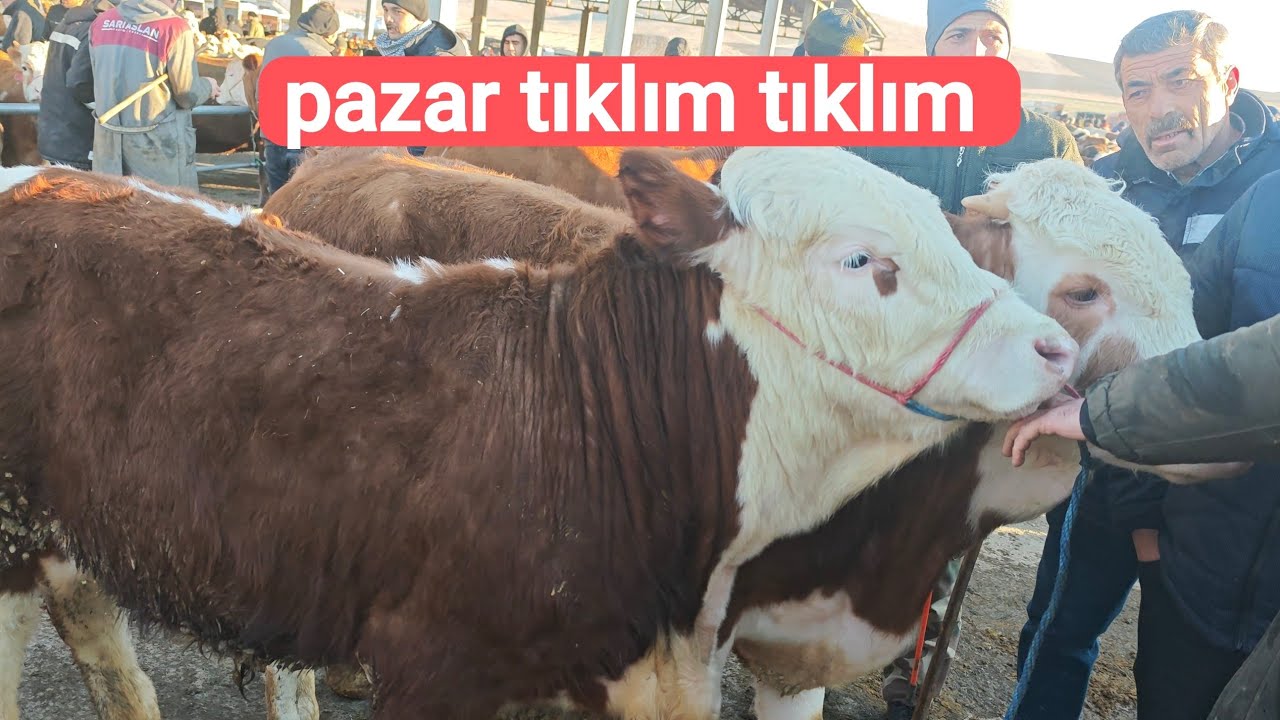 👍🇹🇷SORGUN CANLI HAYVAN PAZARI 5 mart perşembe 🇹🇷👍
