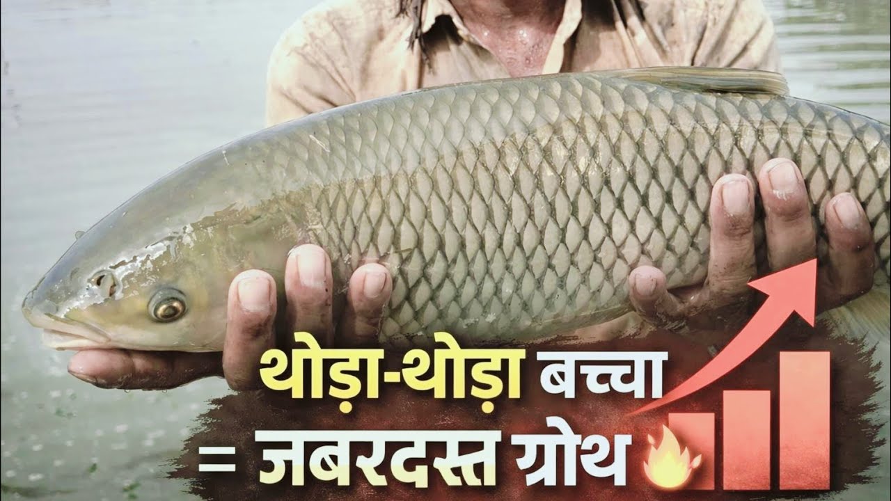Fish Farming Secret | थोड़ा-थोड़ा सीड डालने से ग्रोथ दोगुनी#fish #fishfarming #viral