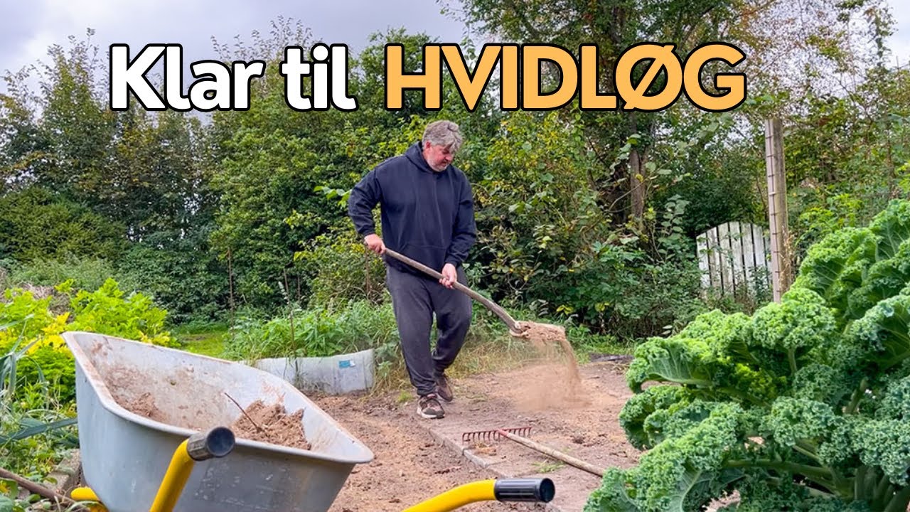 Klarg&oslash;ring af bed til hvidl&oslash;g 🌱🧄