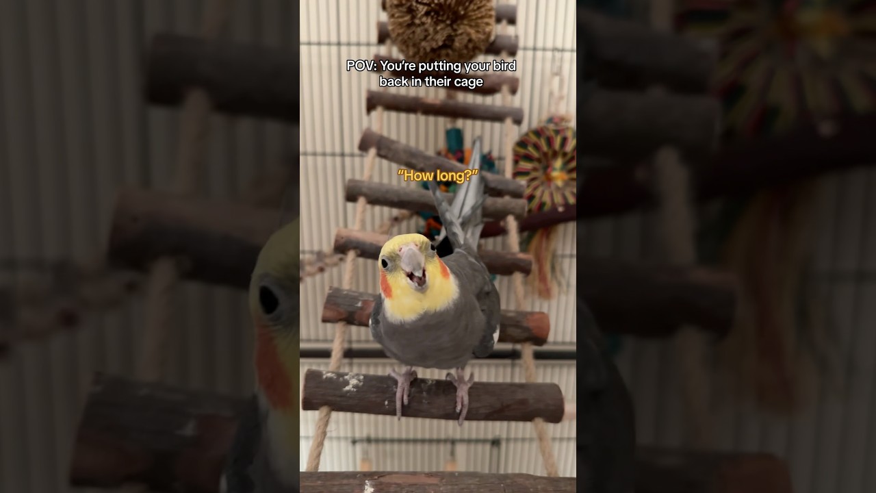 I&rsquo;m sorry, Yums! I have to go to work! #cockatiel #bird #parrot
