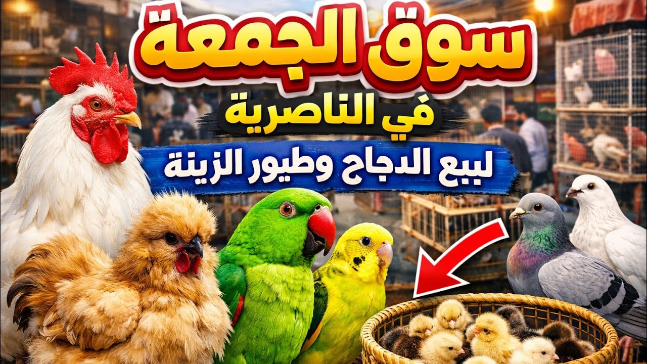 سوق الجمعة في الناصريه لبيع انواع الدجاج والبط وطيور الزينه بتاريخ 9/1/2026