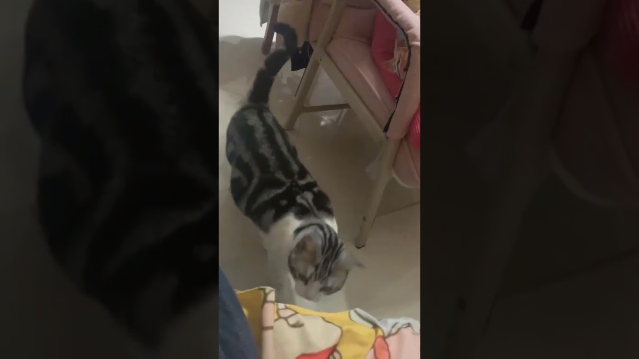 Adorable cats caught being little troublemakers#CuteCats #DailyJoy