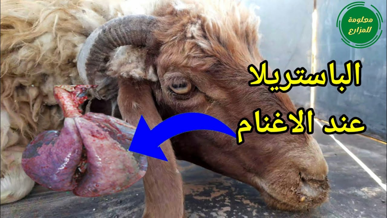 الالتهابات الرئوية التنفسية واعراضها وتشخيصها وعلاجها والوقاية منهاعند الاغنام والماعز