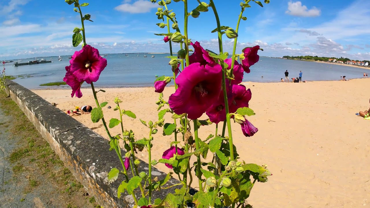 2020 le 20 juin plage nord de Fouras