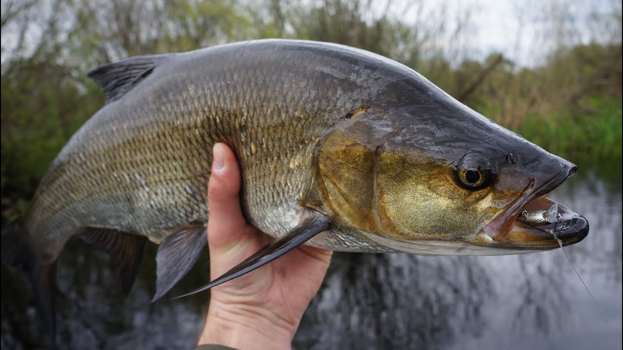Новый рекорд по жереху на Sakura Phoxy Minnow 40S. Открытие лодочного сезона 31.05.21.