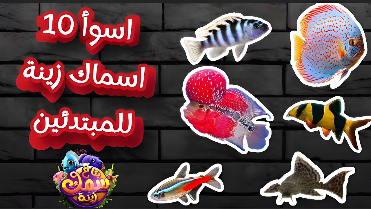 اسوأ 10 اسماك زينة للمبتدئين