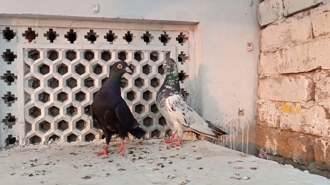 Zaak Madi Or Kaly Mu Wala Nur Dosto Shook Kary