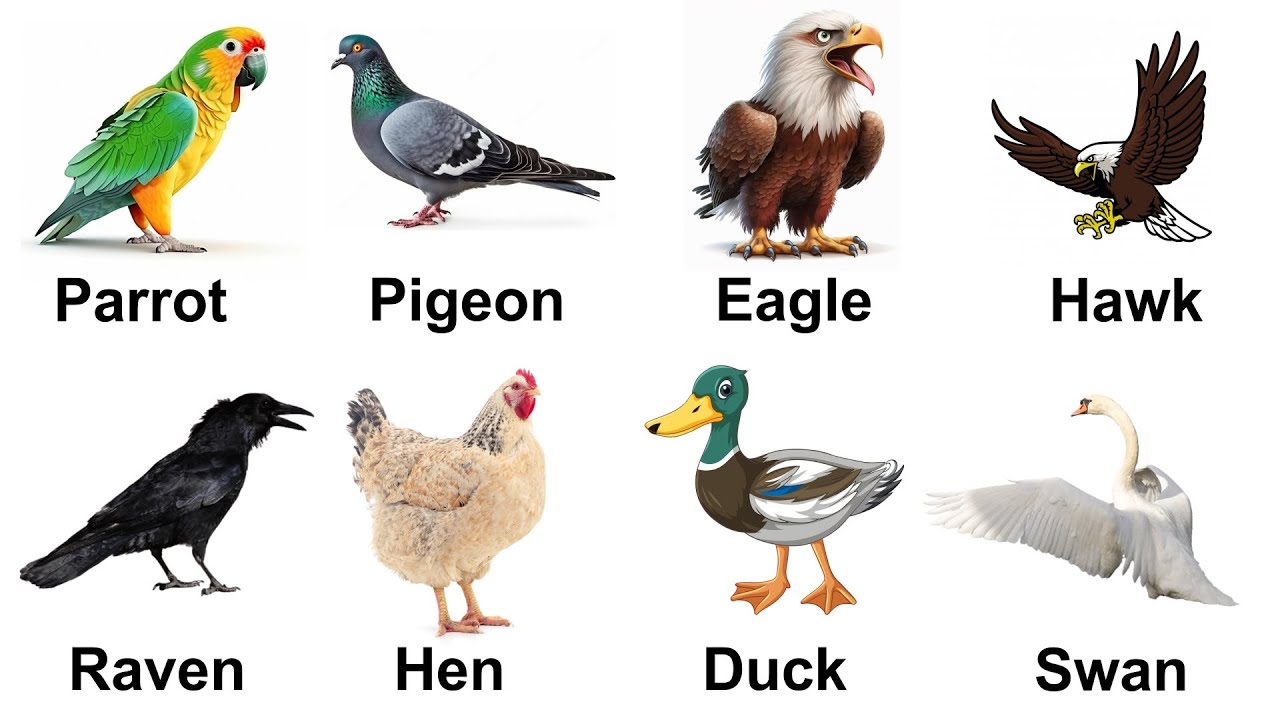 Birds name for kids | birds vocabulary with pictures | name of birds with pictures