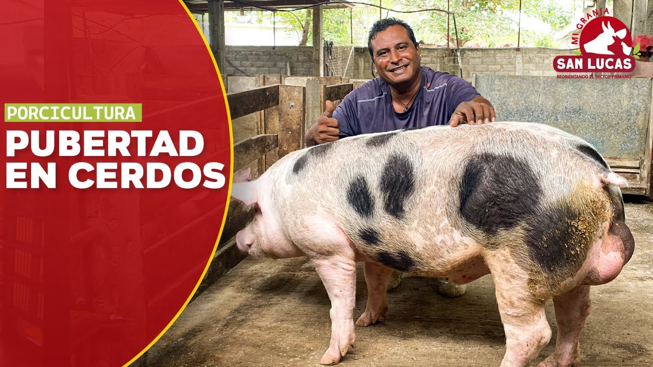 &iquest;A qu&eacute; edad mi cerdo puede ser f&eacute;rtil? | Mi Granja San Lucas