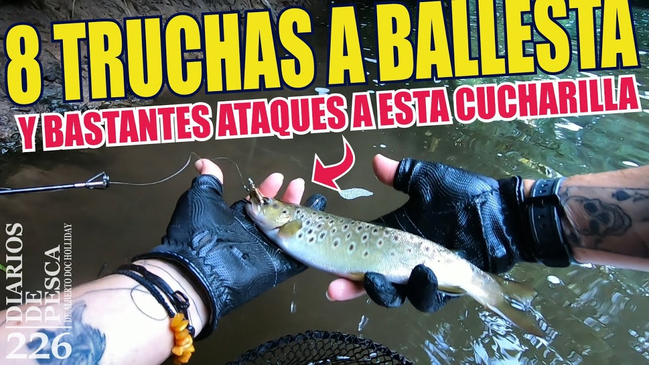 8 truchas a ballesta en el Anllóns y bastantes ataques a esta cucharilla. Otra vez los furtivos!!