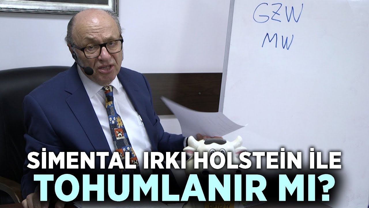 Simental Irkı Holstein ile Tohumlanır mı? İŞTE DİKKAT EDİLMESİ GEREKEN FORMÜL! -Dersimiz Hayvancılık