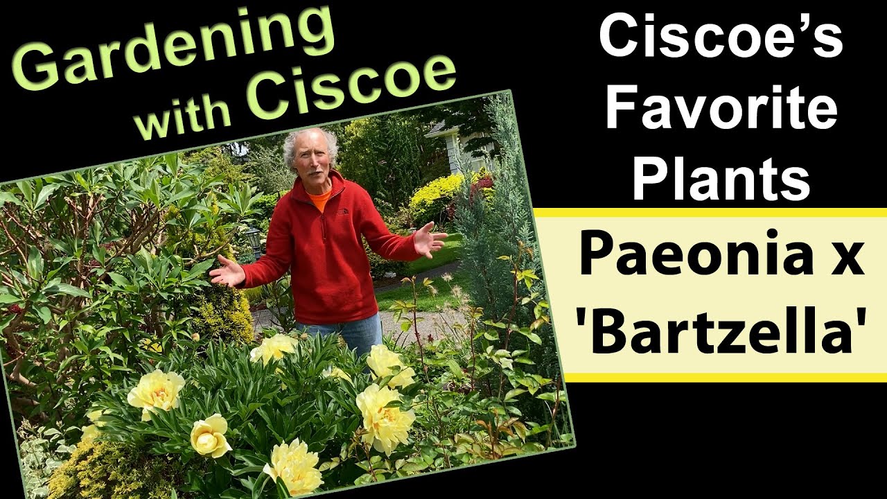 Ciscoe's Favorite Plants: Paeonia x 'Bartzella'
