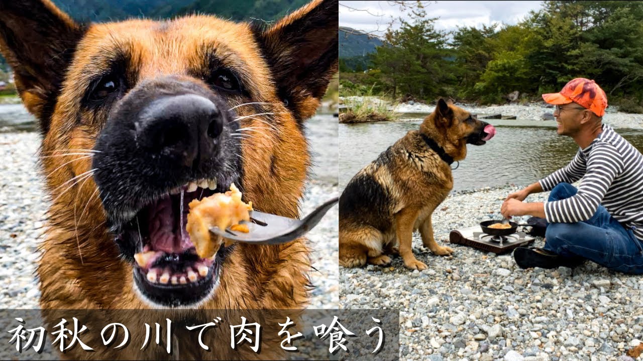 10月でもまだイケる！【大型犬と川遊び】ジャーマンシェパードと初秋の田舎暮らし