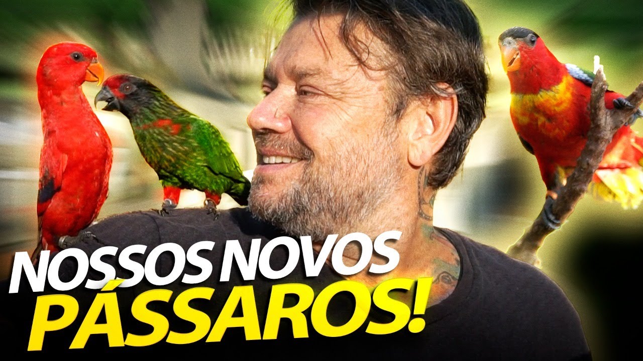 NOVOS LORIS, OS PÁSSAROS MAIS BONITOS DA CASA?! | A CASA DOS BICHOS