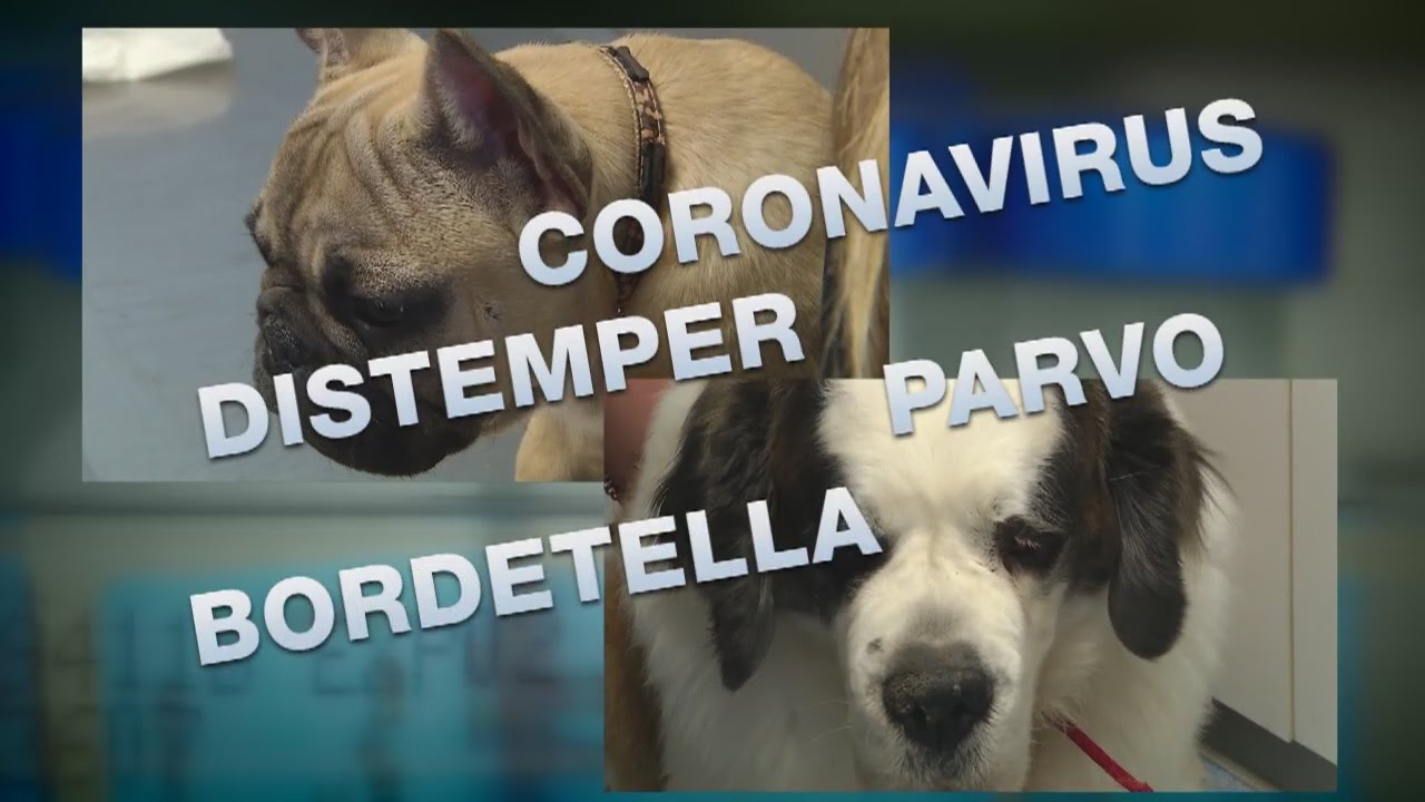 Dangerous pet vaccines