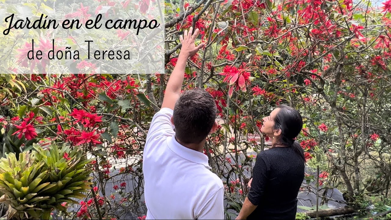HERMOSO JARDÍN EN EL CAMPO COLOMBIANO 🇨🇴| 🌸las plantas son vida 🪴