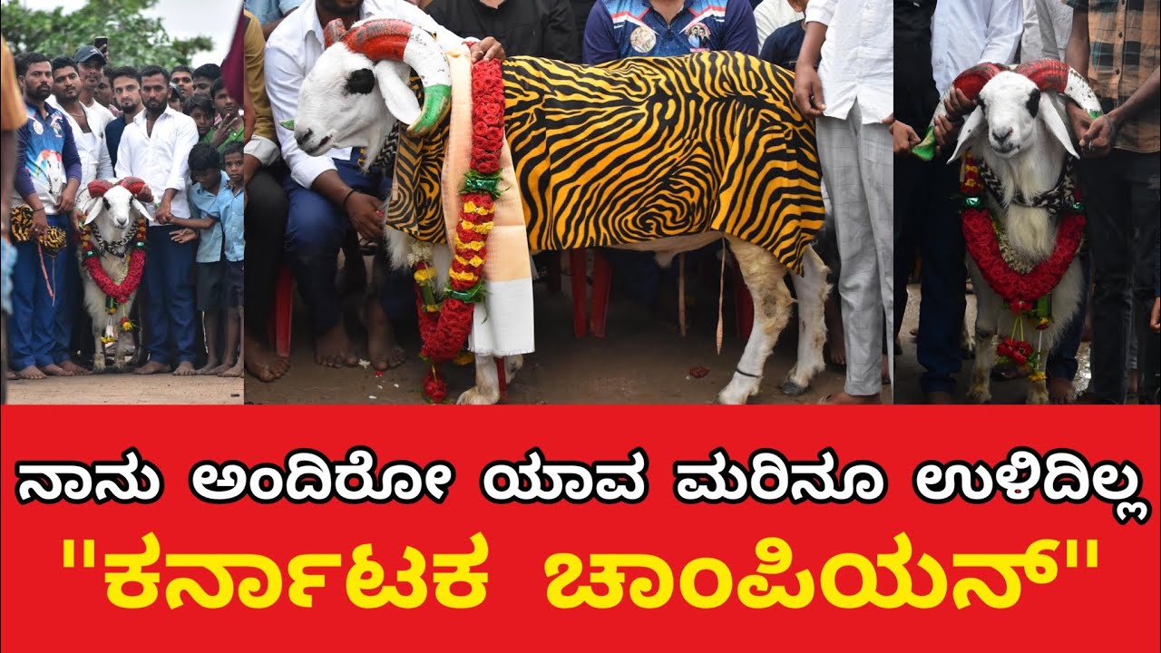 7 ಸ್ಟಾರ್ ಸುಲ್ತಾನ್ EXCLUSIVE ಸಂದರ್ಶನ | karnataka king 7 star sultan | INTERVIEW | @Krushi_vahini