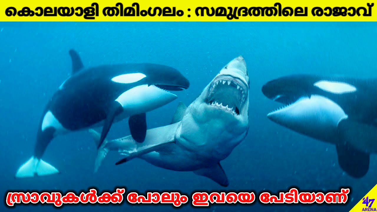 Killer Whale-The Most Dangerous Ocean Creature In The World | Facts Malayalam | 47 ARENA