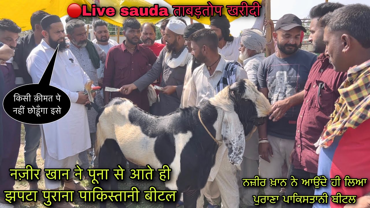 नज़ीर खान ने पूना से आते ही झपटा पुराना पाकिस्तानी बीटल #live_sauda Mullanpur bazar @farmingbaba