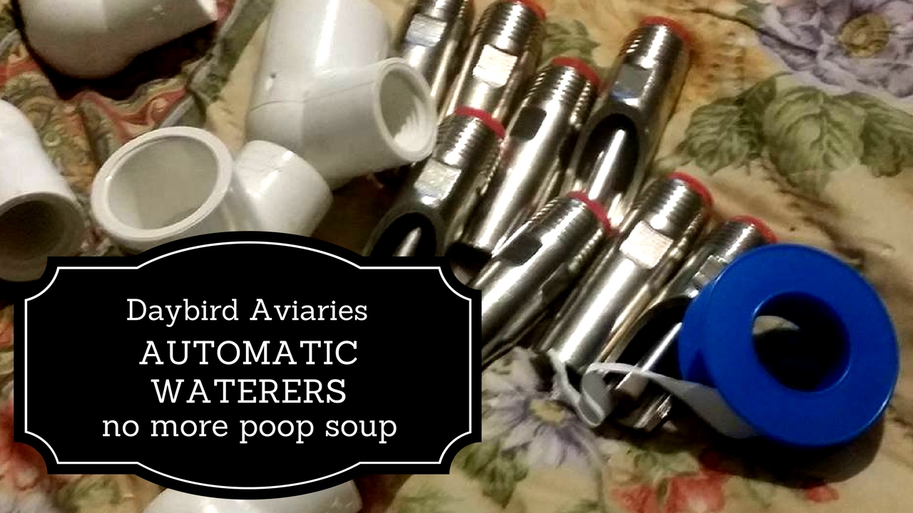 Automatic Water System for Eclectus and Vasa Parrots