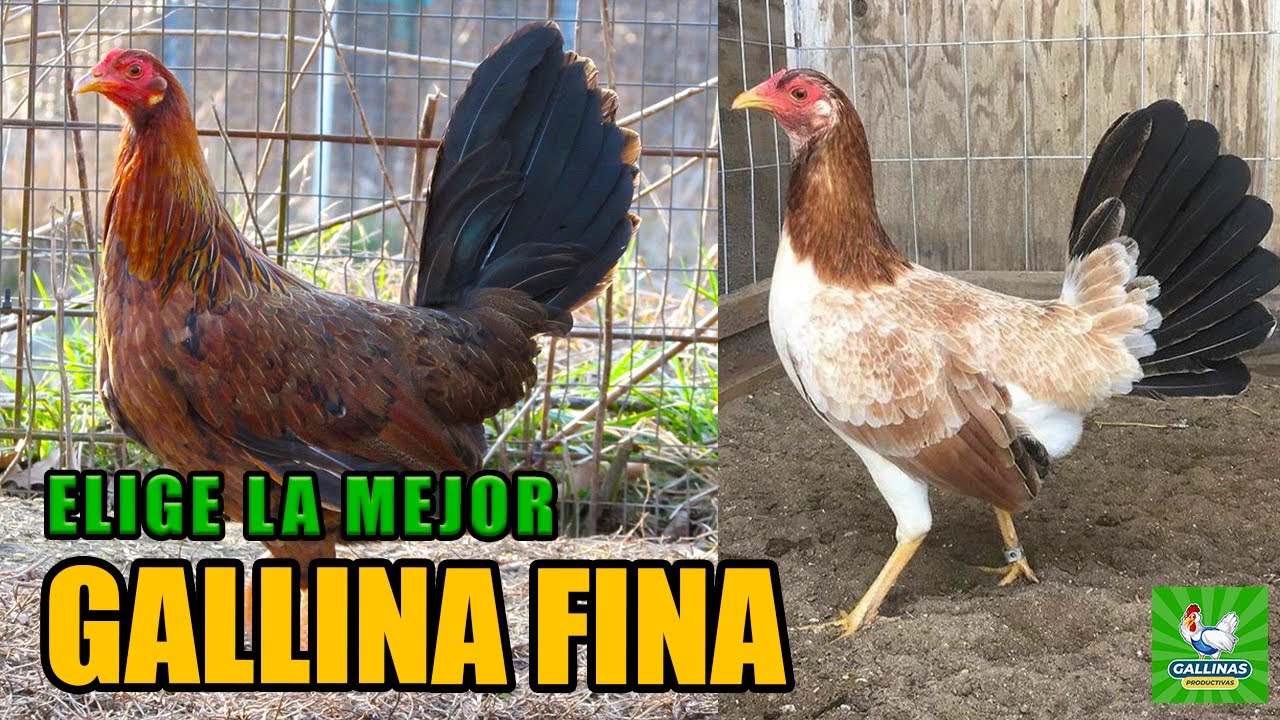 Los 6 Pilares Clave para Elegir la Mejor Gallina Fina