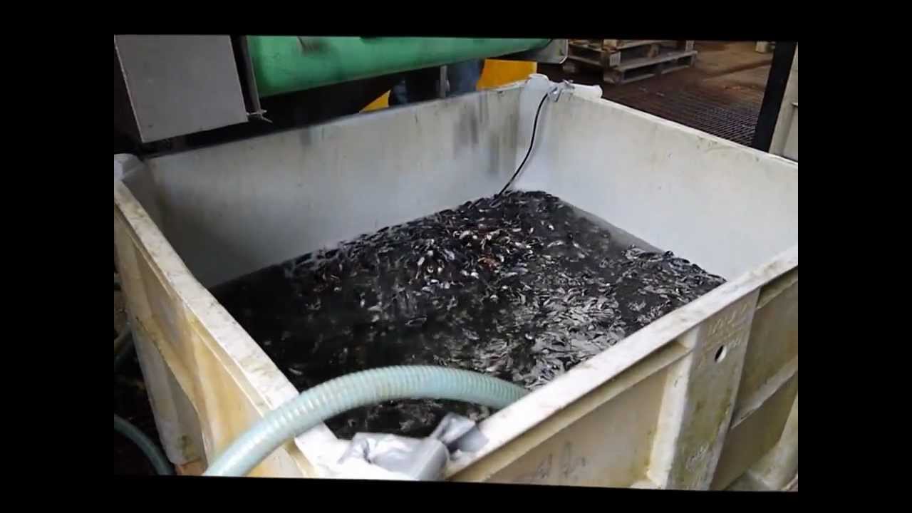 Grading live mussels