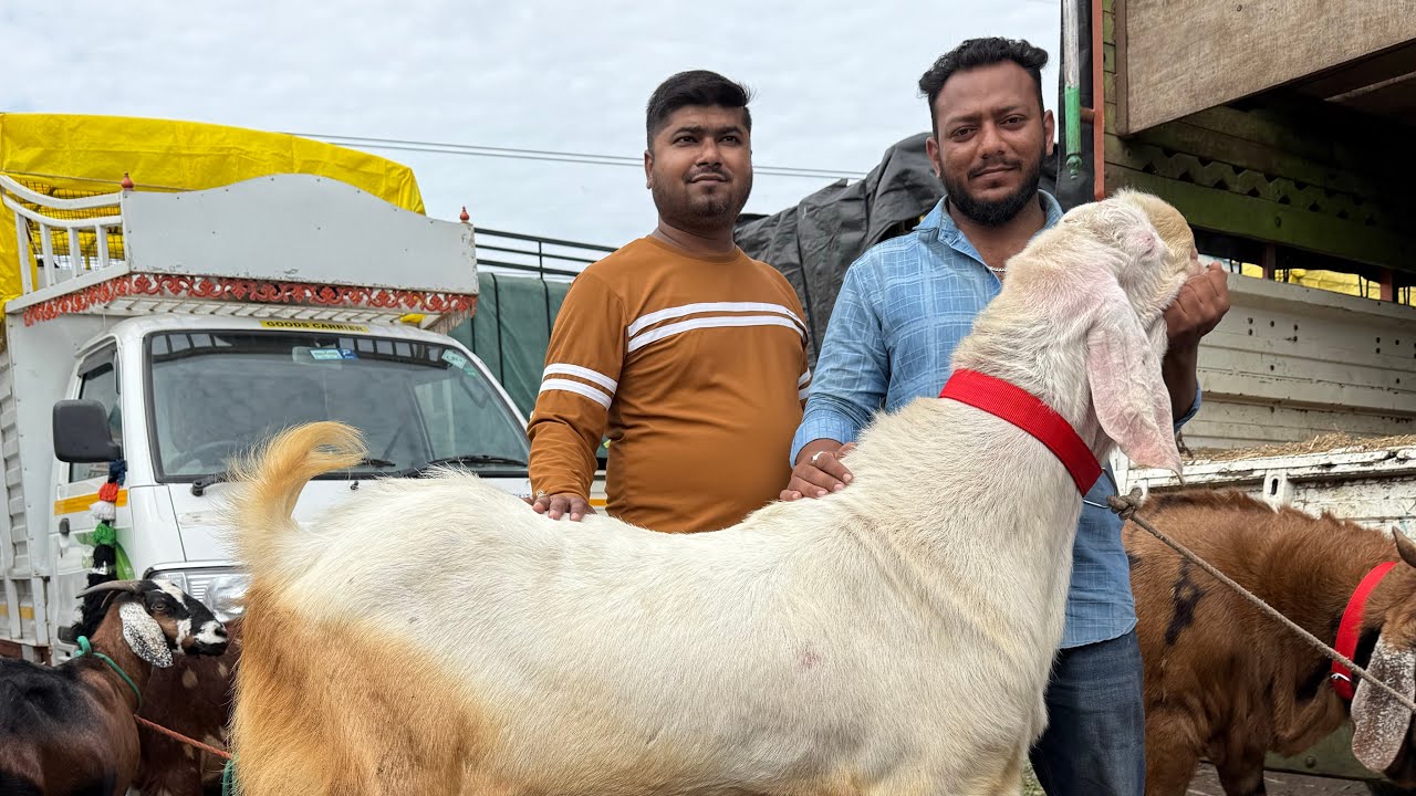 Pune Biggest Goat Mandi Chakan Bakra Mandi Live Update