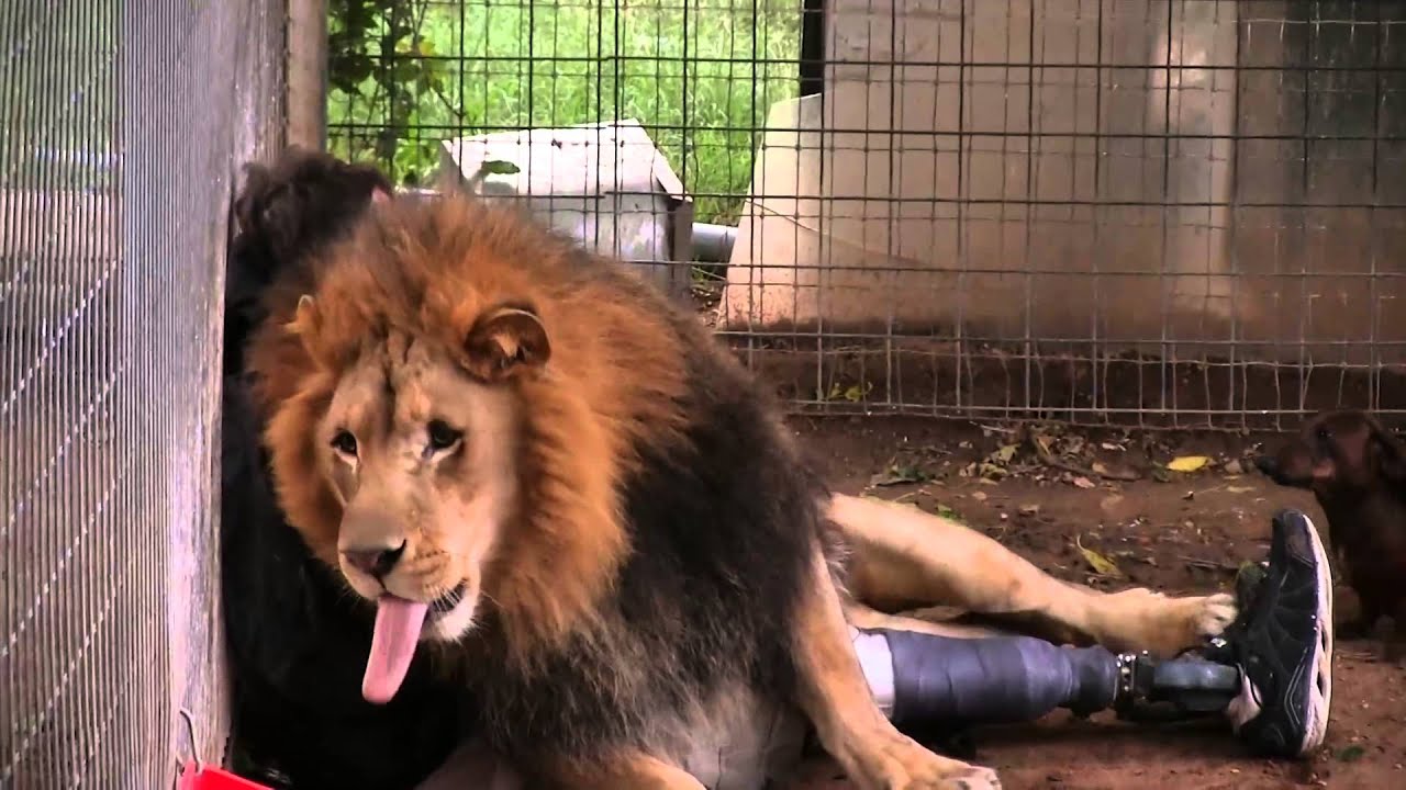 Lion Attacks Man With Love