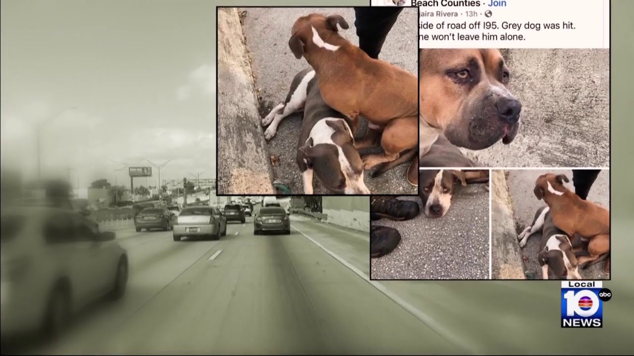 Canine siblings’ bond survives unthinkable odds after being found on side of I-95