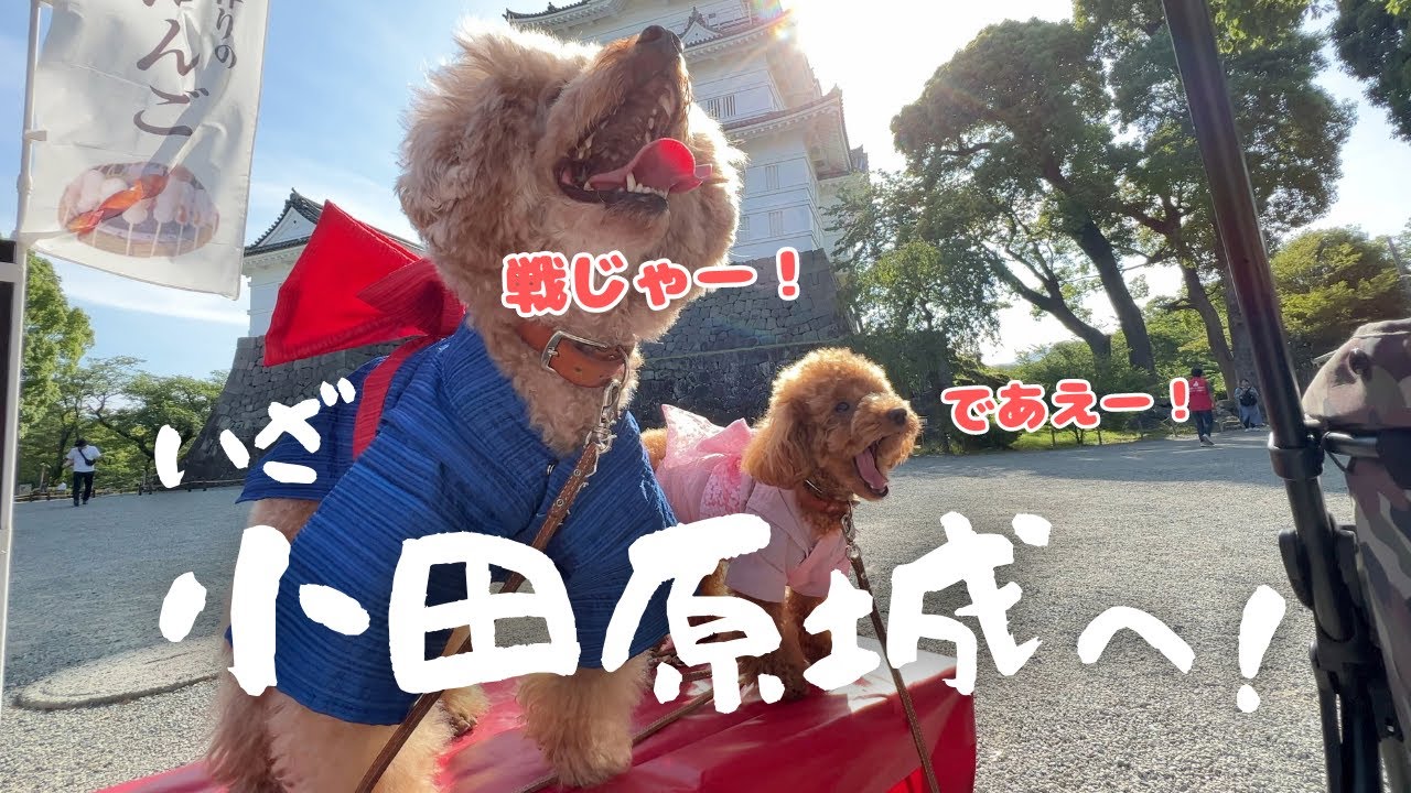 浴衣を着てお城を散策！その後深刻な事件が…【凸凹トイプードル】