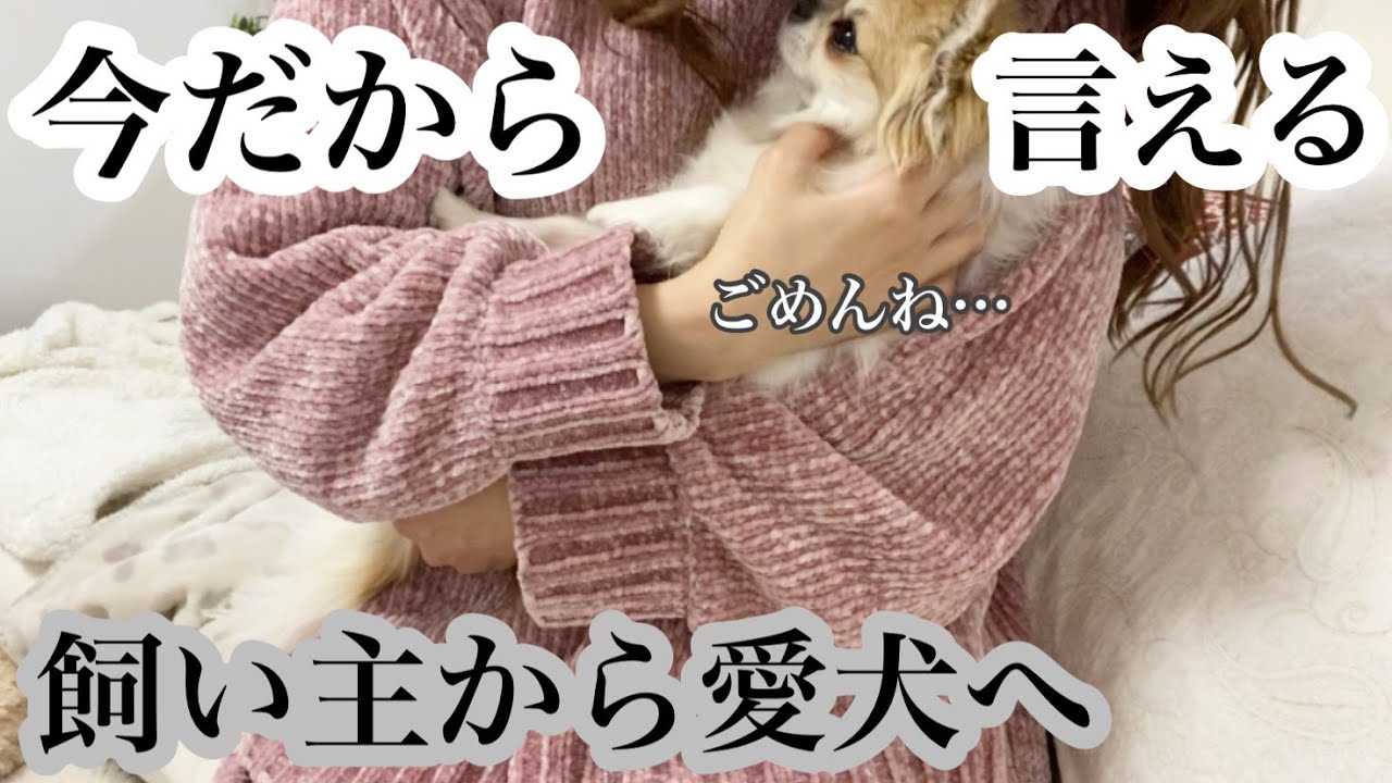 【チワワ多頭飼い】後悔していることを正直に話します、、、