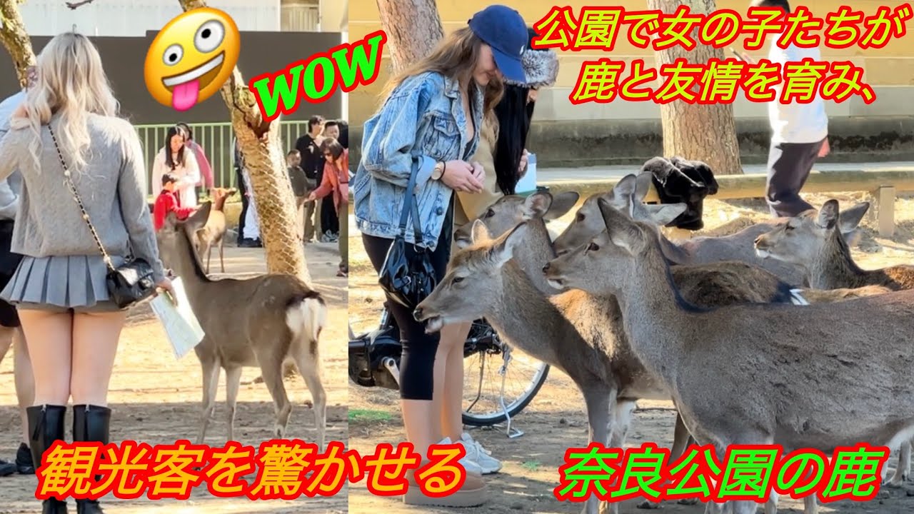 公園で女の子たちが鹿と友情を育み、🦌✨観光客を驚かせる!💞🤔(奈良公園の鹿) 